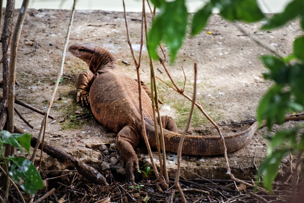 Monitor lizard at Sariska National park