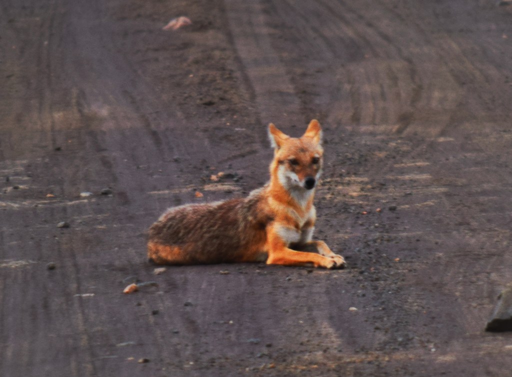 Fox sitting on the safari trail 