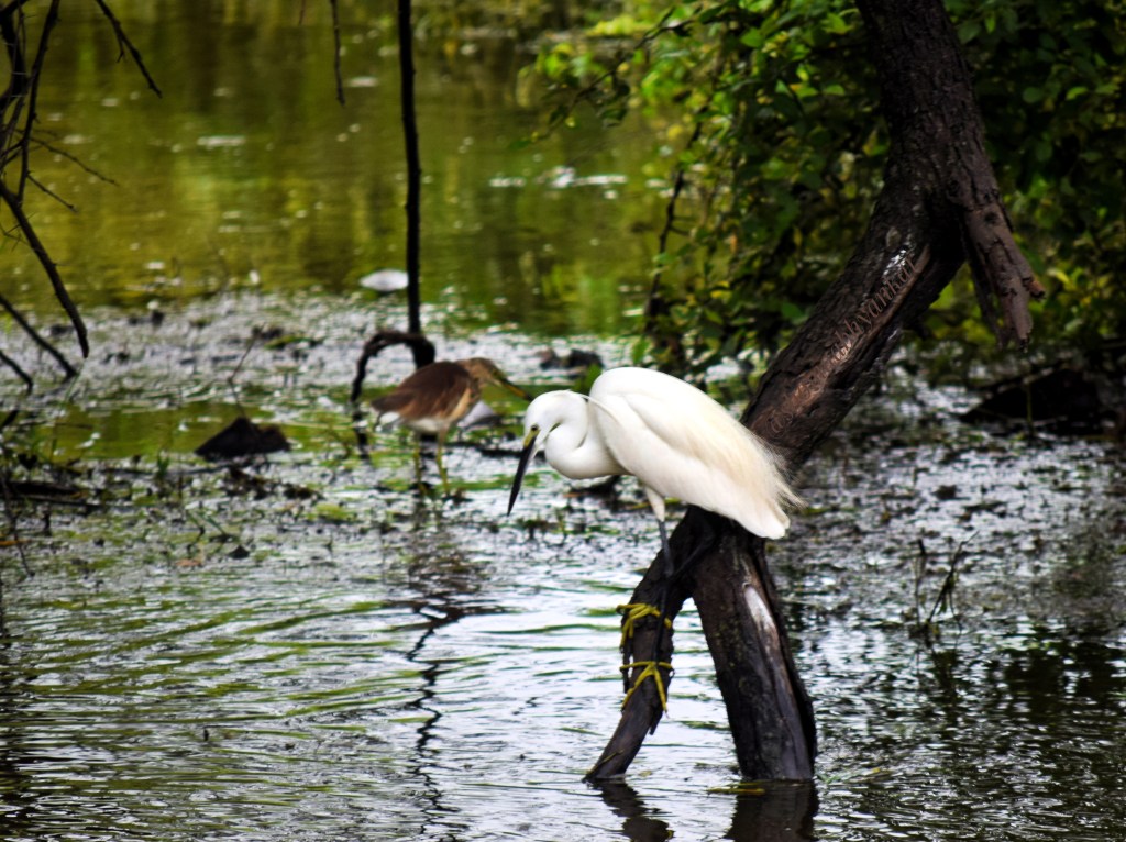 A bird fishing at the marshes in Bharatpur sanctuary