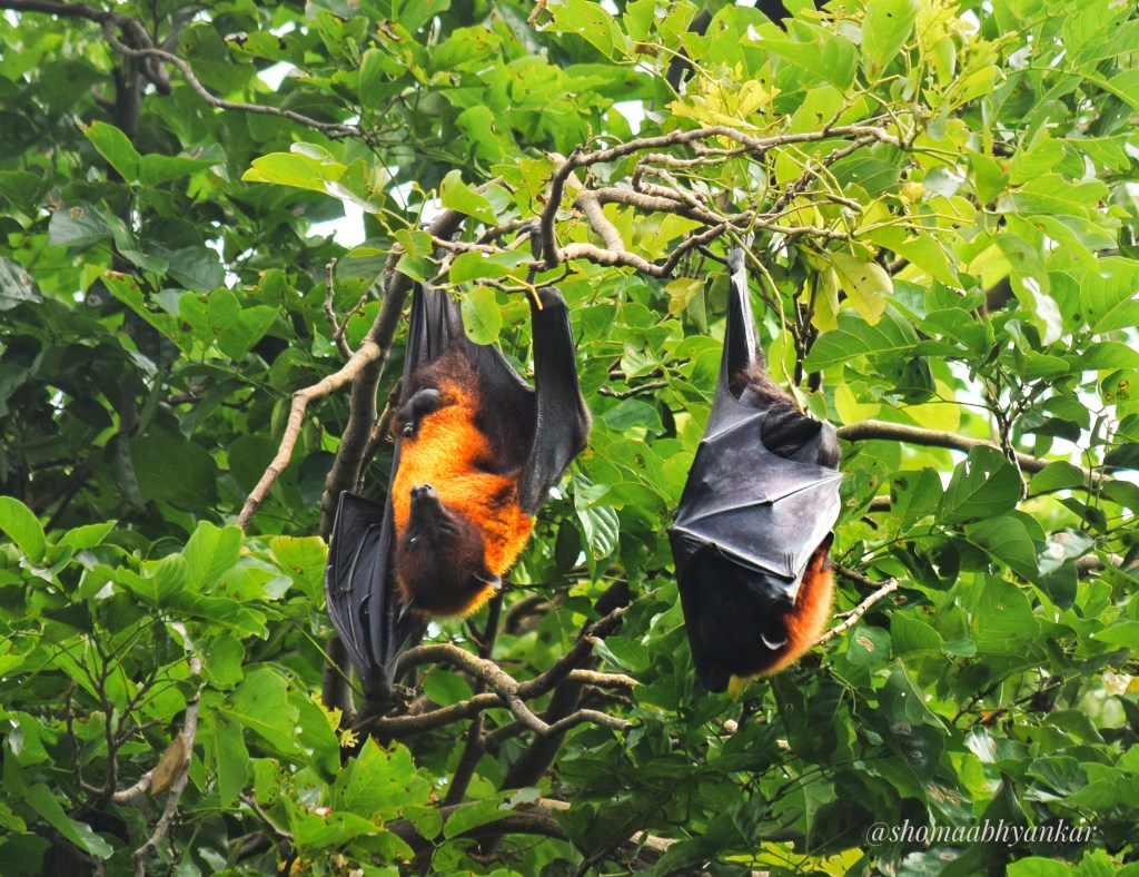 Bats hanging from tree branches at Bharatpur Bird sanctuary