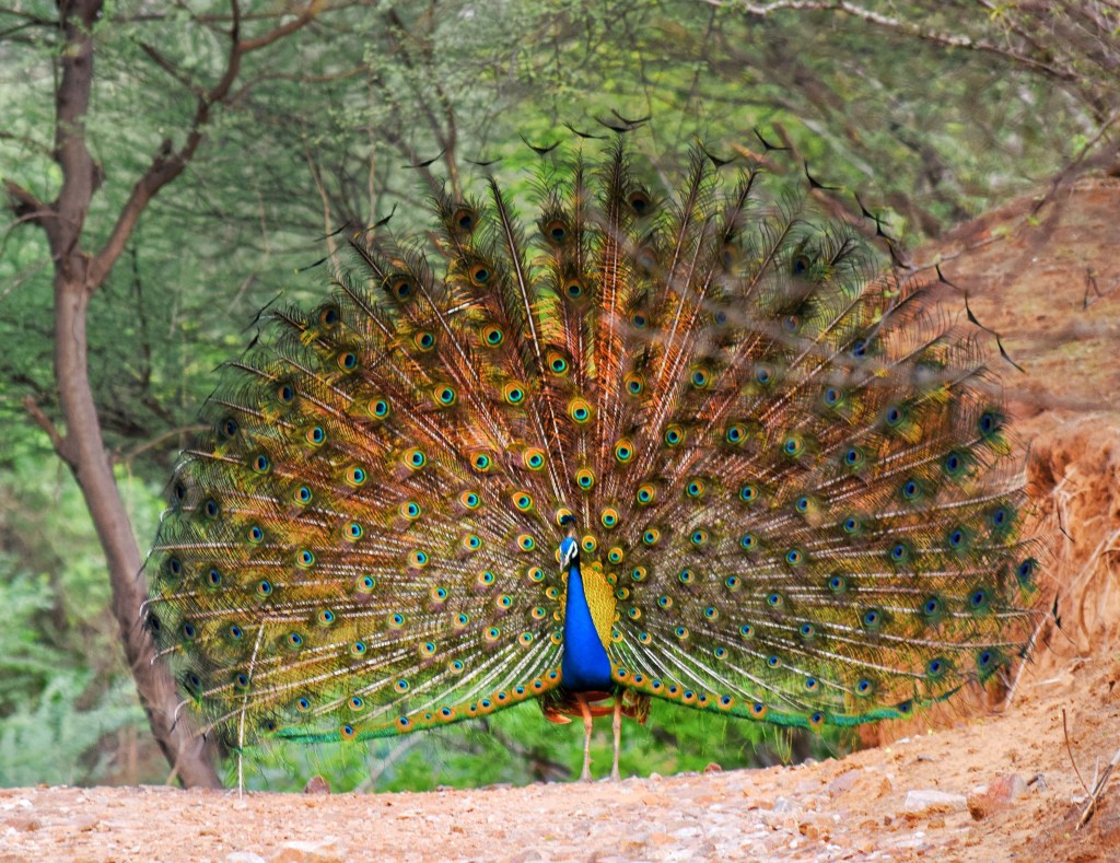 a dancing peacock at Jhalana leopard sanctuary