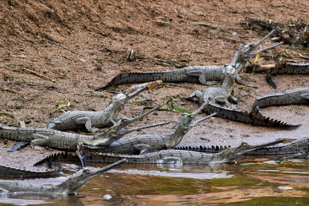 Baby Ghariyal at Chambal River banks