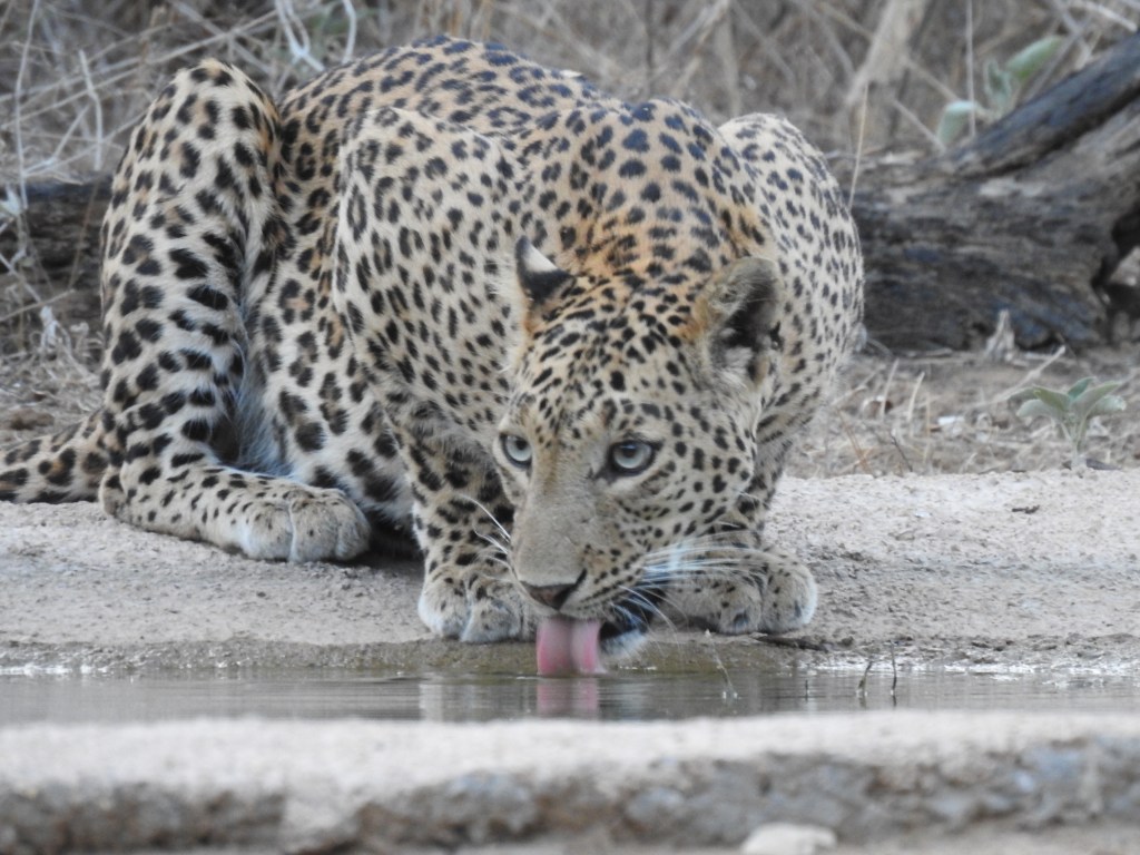 Leopard drinking water in Jhalana Leopard Sanctuary