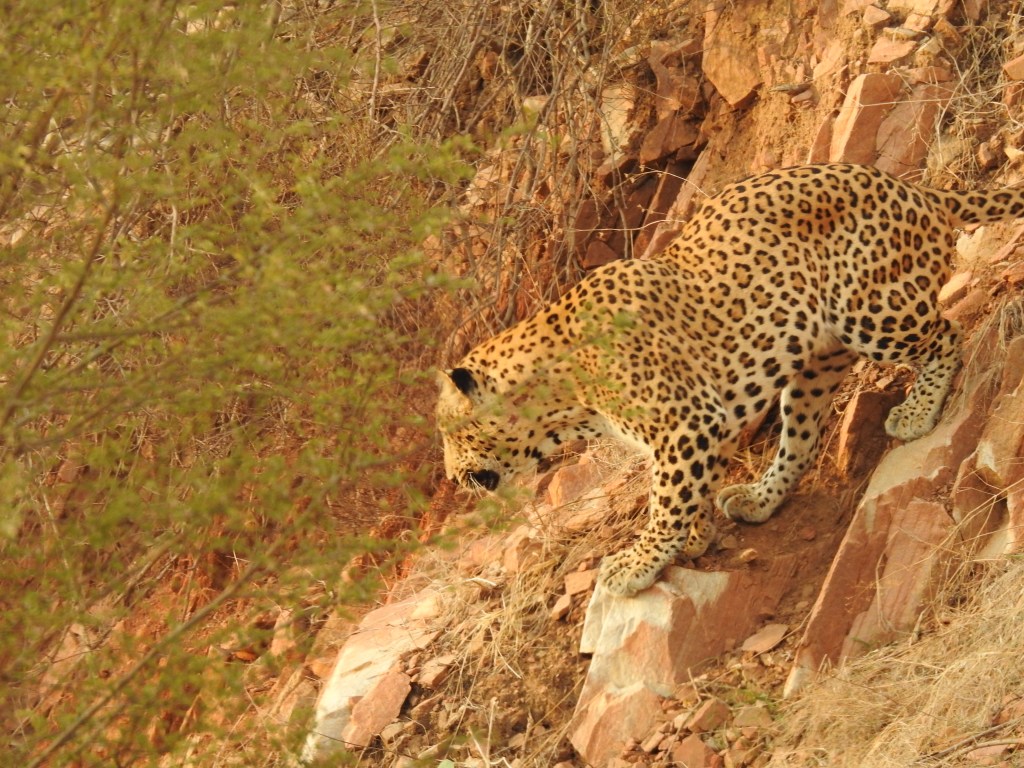 Leopard climbing down the hill at Jhalana sanctuary