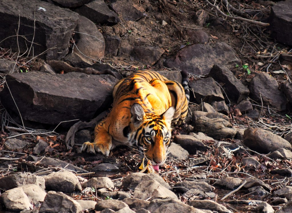 tiger cub drinking water from the stream