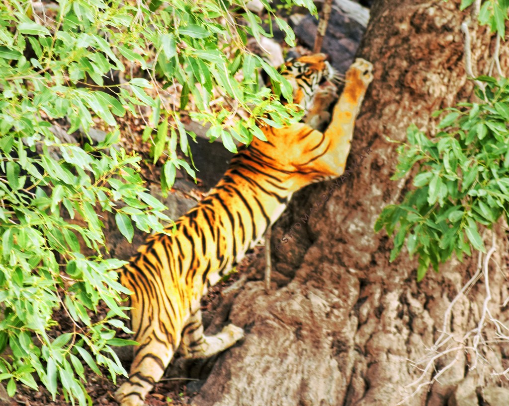 tiger sharpening its claws on the tree bark