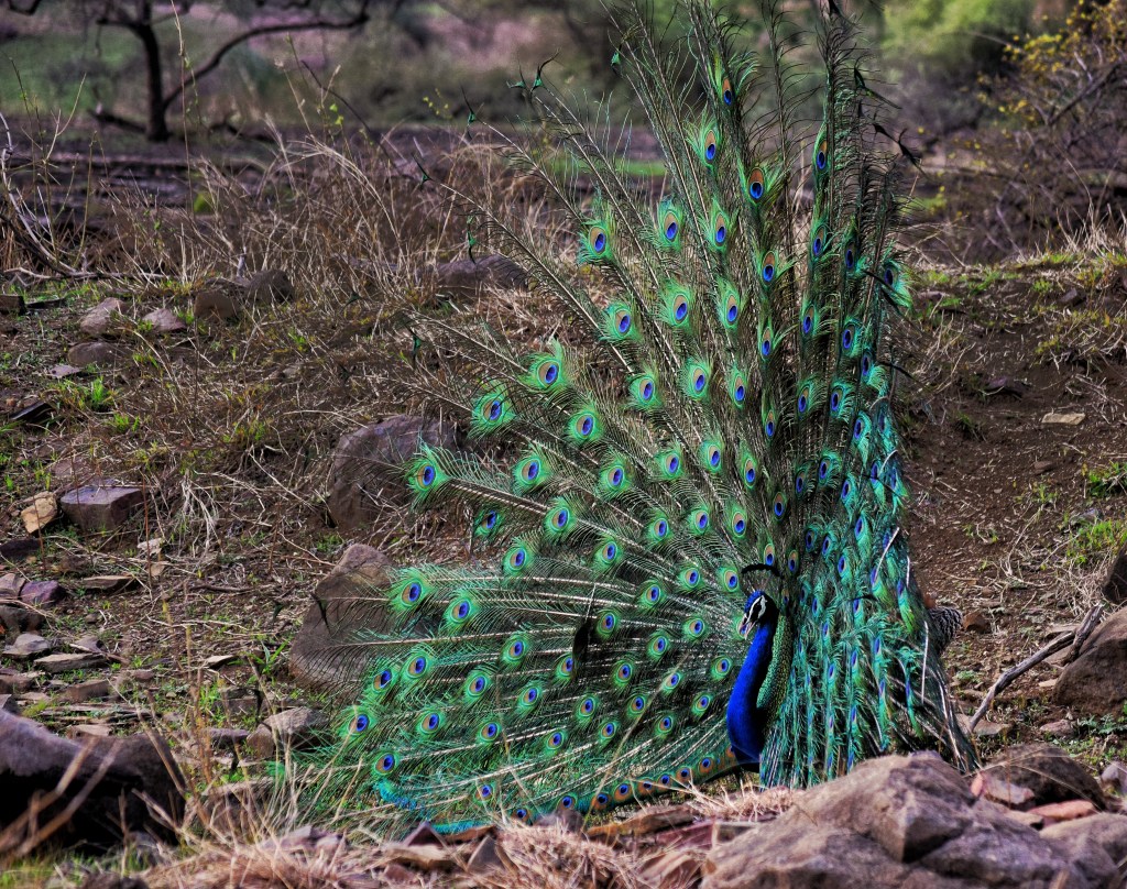 dancing peacock with full plume