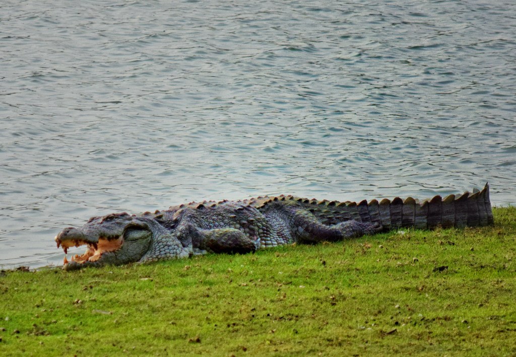 a large adult crocodile with open jaws lazing at lake side
