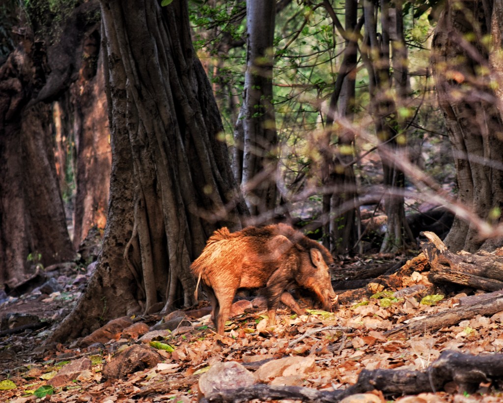 wild boar searching for termites in the forest