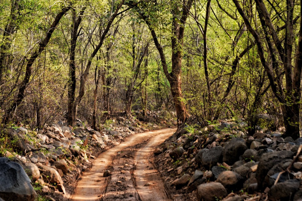 track of jeep in the forest