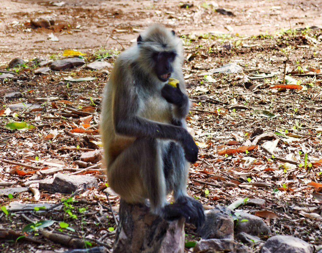 A langoor monkey eating mango