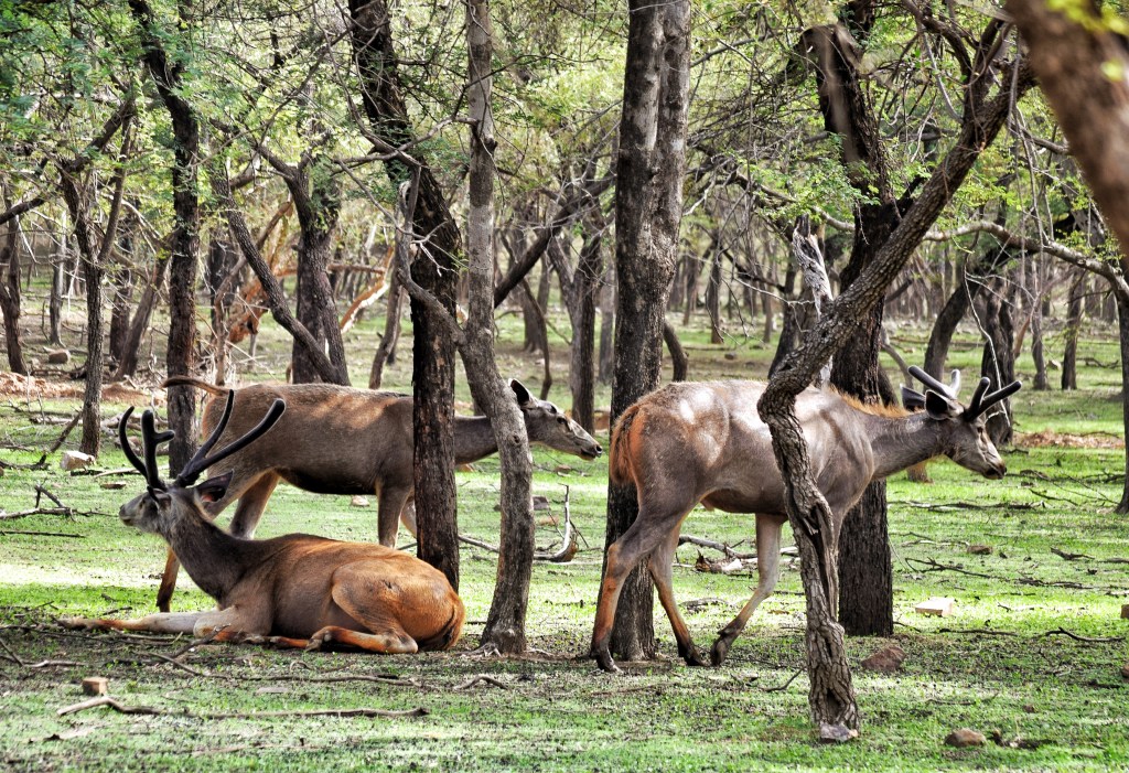 Muscular large deer grazing in forest