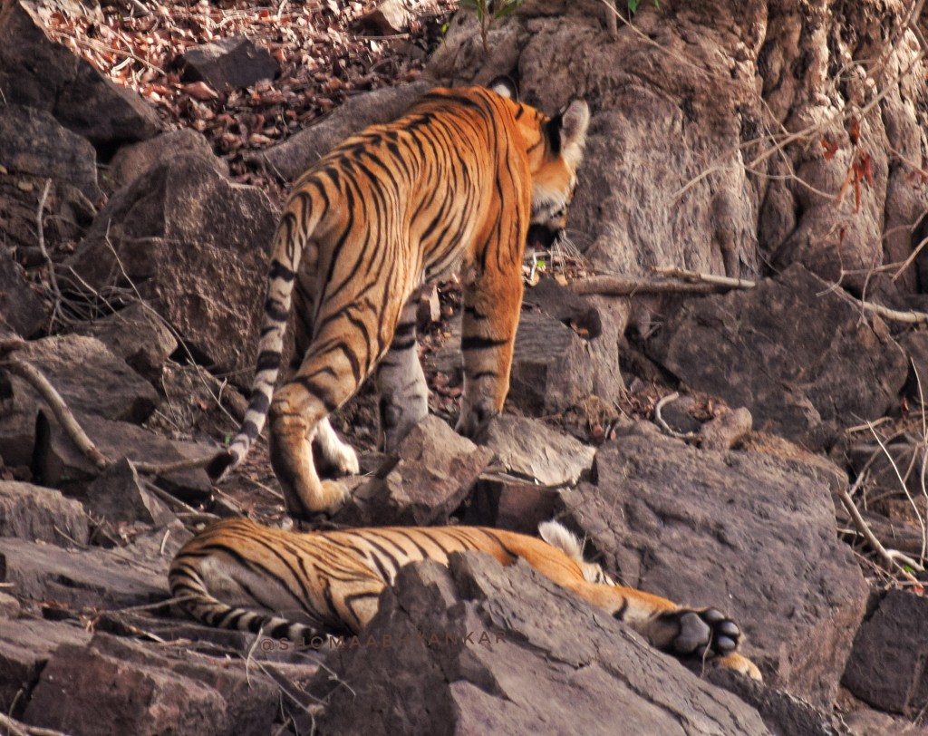 tiger cub lazing and other walking away