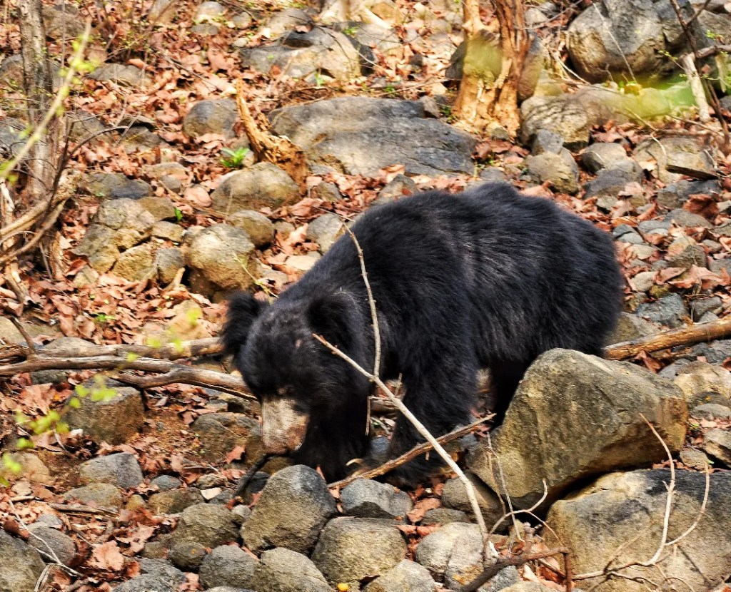 black indian sloth bear foraging for berries on forest floor in ranthambore national park